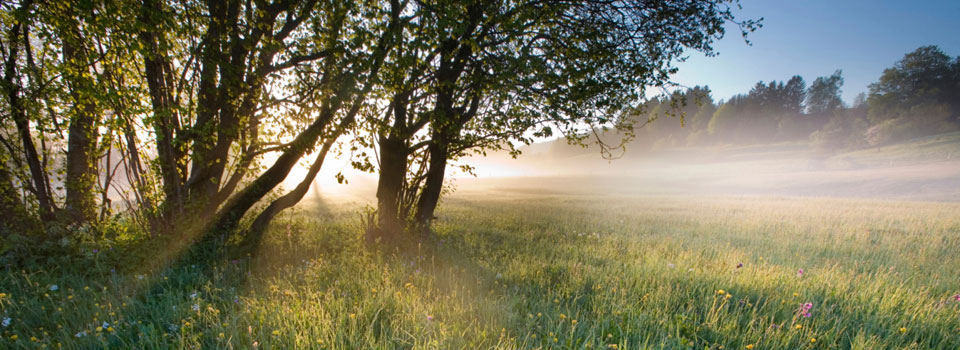 Brume matinale dans une plaine